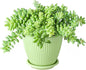 Donkey's Tail with Green Stripe Pot, Live Sedum Morganianum-Burro's Tail Succulent with Soil Mix, Rare House Plant for Home Office Wedding Indoor Outdoor Decoration, DIY Projects, Party Favor