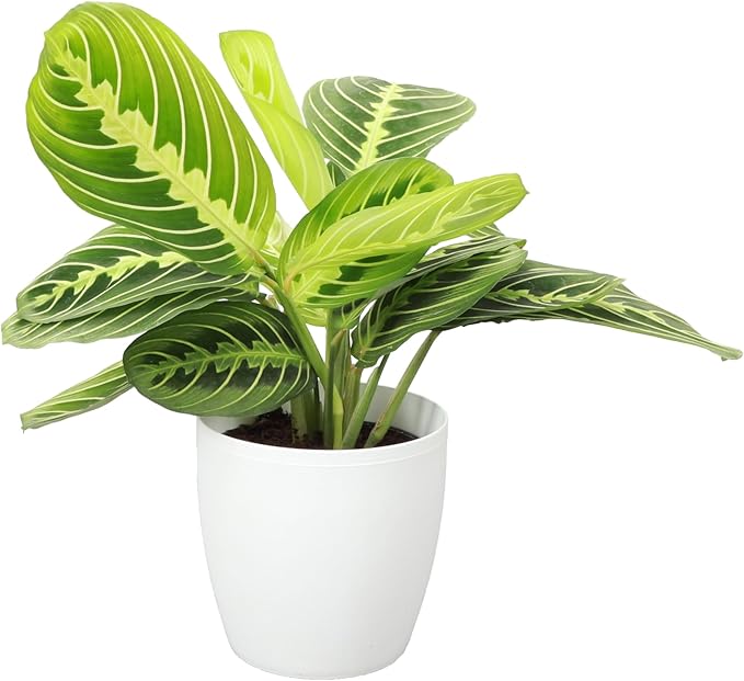 Thorsen's Greenhouse Lemon Lime Prayer Plant, Live Indoor Plant, Pet Friendly, Attractive Houseplant, Lemon Maranta, Natural Air Purifier, Easy to Grow, 4" Diameter Pot (Natural)