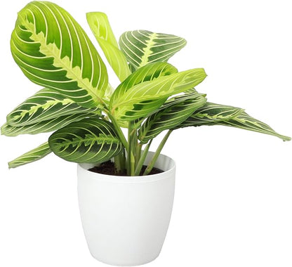 Thorsen's Greenhouse Lemon Lime Prayer Plant, Live Indoor Plant, Pet Friendly, Attractive Houseplant, Lemon Maranta, Natural Air Purifier, Easy to Grow, 4" Diameter Pot (Natural)