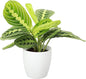 Thorsen's Greenhouse Lemon Lime Prayer Plant, Live Indoor Plant, Pet Friendly, Attractive Houseplant, Lemon Maranta, Natural Air Purifier, Easy to Grow, 4" Diameter Pot (Natural)