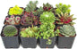 Mountain Crest Gardens Hardy Succulent Variety Pack - 12 Frost-Tolerant Live Plants, Rooted in 2 Inch Pots - Real Outdoor Succulents for Rock Gardens, Landscaping, DIY Arrangements