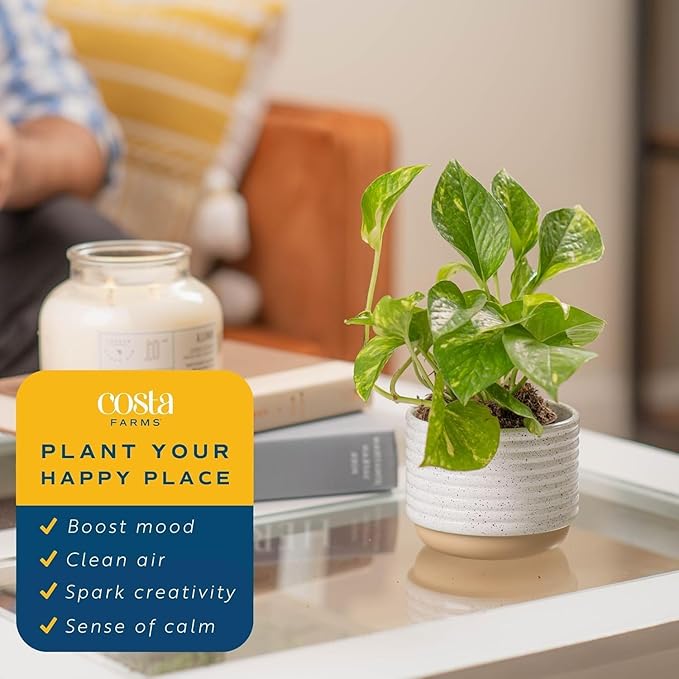 Costa Farms Pothos Live Plants, Devil's Ivy in Plastic Pots, Easy to Maintain, Air Purifying Indoor Houseplants, Home, Room, or Office Decor, House Warming Gift, 8-12 Inches Tall, Pack of 4