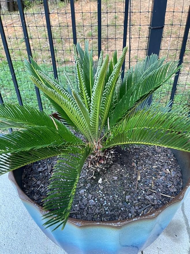 Gardenera SOGO Palm Potting Mix - Promote Strong Roots and Captivating Elegance with Our Premium Blend - 4 Quart