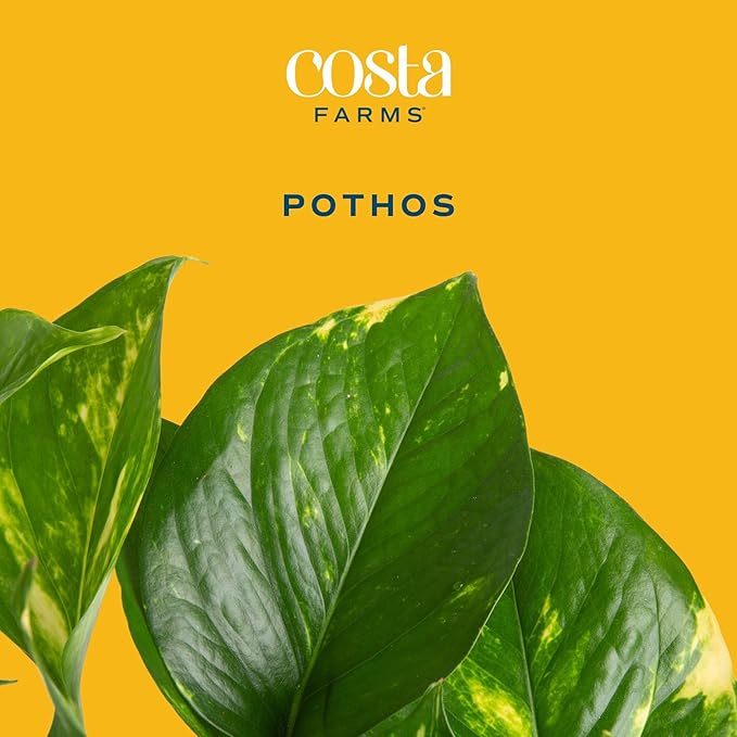 Costa Farms Golden Pothos Live Plant, Devil's Ivy in Hanging Basket Pot, Easy to Maintain, Large Air Purifying Indoor Houseplant, Home, Room, or Office Decor, House Warming or Birthday Gift
