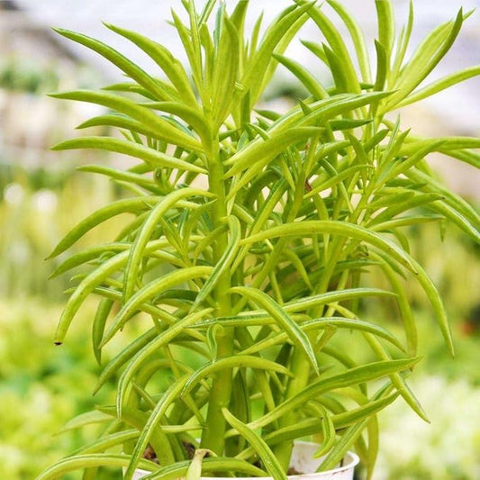 Peperomia Green Bean Live Plant for Indoor | Different Houseplants in 4'' & 6'' Pot | Real House Plant for Living Room, Office, Desk & Bathroom | Ferreyrae | Pincushion