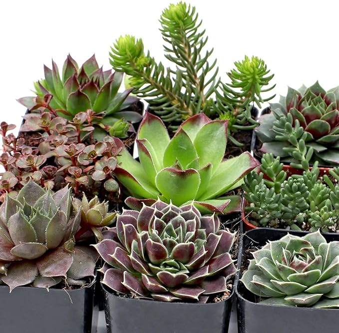Mountain Crest Gardens Hardy Succulent Variety Pack - 6 Frost-Tolerant Live Plants, Rooted in 2 Inch Pots - Real Outdoor Succulents for Rock Gardens, Landscaping, DIY Arrangements