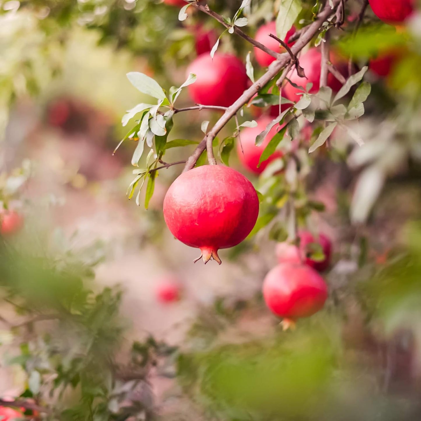 Wonderful Pomegranate 2 Gallon