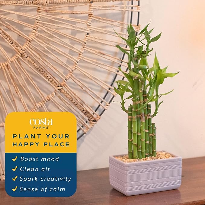 Costa Farms Lucky Bamboo Plant, Easy to Grow Live Houseplant in Indoor Bamboo Pot, Potting Mix, Grower's Choice, Birthday Gift, Home, Office, Plant Shelf Zen Room Decor, 12-Inches Tall