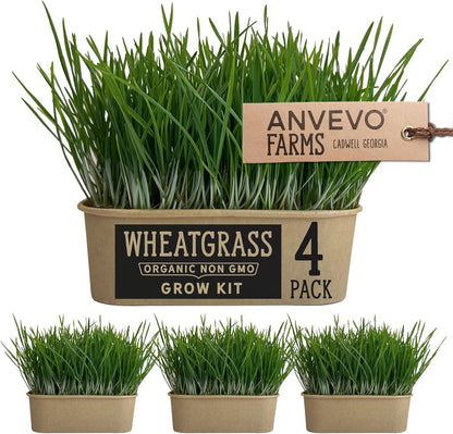 Organic Wheatgrass Premium Grow Kit 4 Pack | Whetagrass Juice | Catgrass | Non GMO Mixed Seeds | Wheatgrass Shot