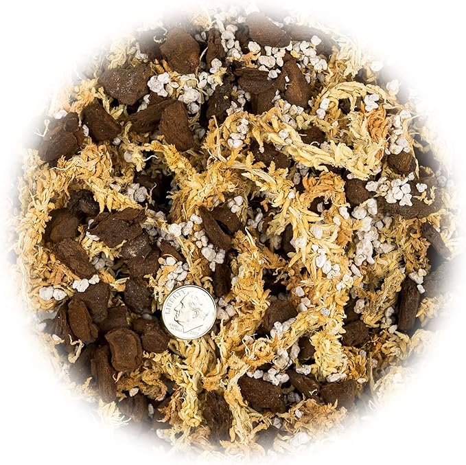 GARDENERA Premium Preserved Reindeer Moss for Potted Plants, Terrariums, Fairy Gardens, Arts and Crafts or Floral Decor Design in Natural (1 Quart Bag)