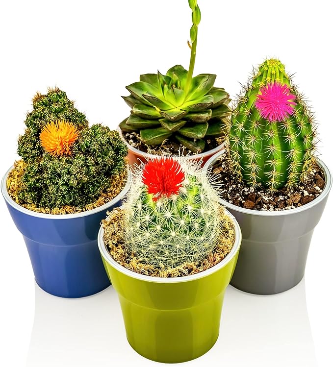 Gardenera Professional Succulent Soil Premium All Purpose Blend | Pre-Mixed Ready to Use for Cactus and Succulents | Sphagnum Peat Moss, Perlite, New Zealand Pine Bark - Made in USA - 2 Quart