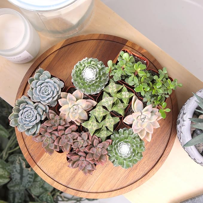 Altman Plants Deluxe Live Succulents (12 Pack), 6 Unique Varieties in Sets of 2, Assorted Colors & Shapes, Easy Plant Care, 2 in Pots
