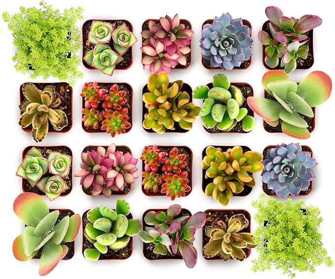 Shop Succulents Endless Summer Succulent Pack Collection - Live Mini Succulent Plants, Low Maintenance, Colors & Textures - Wedding and Party Favors, Gift & Garden, Pack of 40