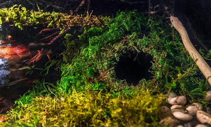Galápagos (05348) Mossy Cave Hide, 6", Green Sphagnum