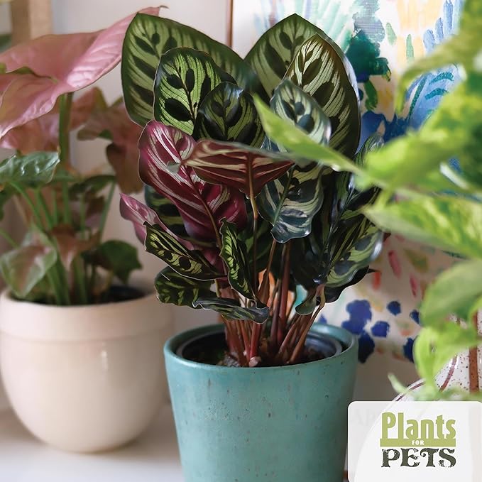 Essential Houseplant Collection (4PK) Live Plants Indoor Plants Live Houseplants in Plant Pots, Easy House Plants Indoors Live, Snake Plant, Pothos in Potting Soil, Clean Air Plants by Plants for Pets