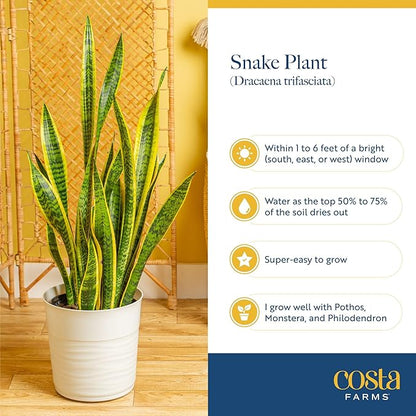 Costa Farms Sansevieria Grower's Choice Snake Live Indoor Plant, 12-Inches Tall, Grower Pot