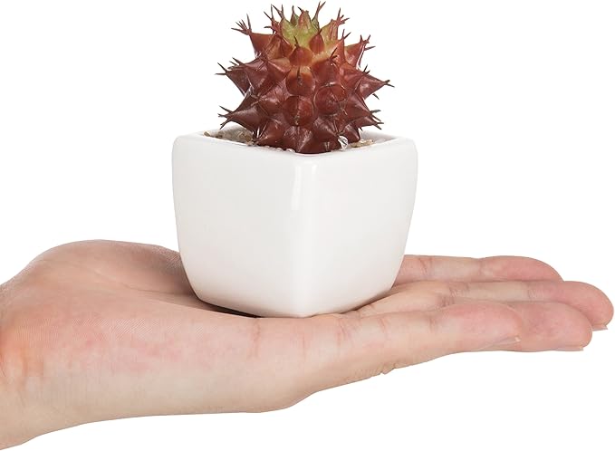 MyGift Assorted Artificial Red Succulent Plants, Mini Fake Desert Plants in White Square Pots, Set of 3