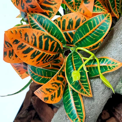 Woyrise Reptile Plants, Terrarium Hanging Plant Vines, Artificial Leaves with Suction Cup, Bearded Dragon Tank Accessories for Gecko Lizard Snake Frog Tortoise Decorations - Codiaeum Variegatum