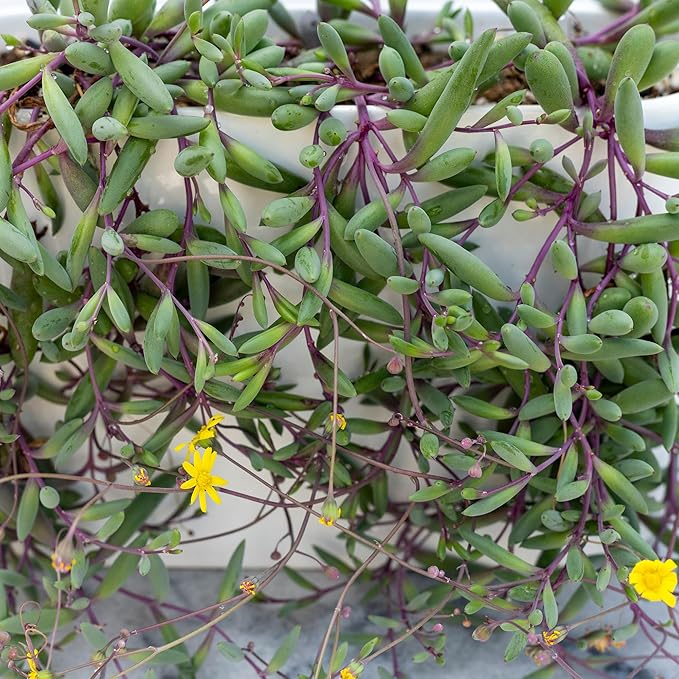 Mountain Crest Gardens Trailing & Strings Succulent Pack - 6 Live Plants in 2 Inch Pots - Real Succulents for Hanging Planters, Home Decor, and DIY Arrangements