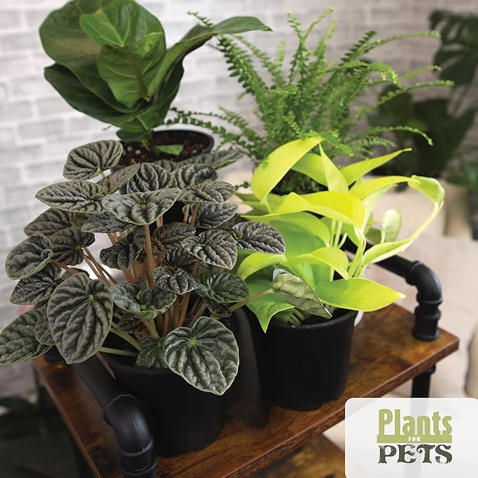 Essential Houseplant Collection (4PK) Live Plants Indoor Plants Live Houseplants in Plant Pots, Easy House Plants Indoors Live, Snake Plant, Pothos in Potting Soil, Clean Air Plants by Plants for Pets
