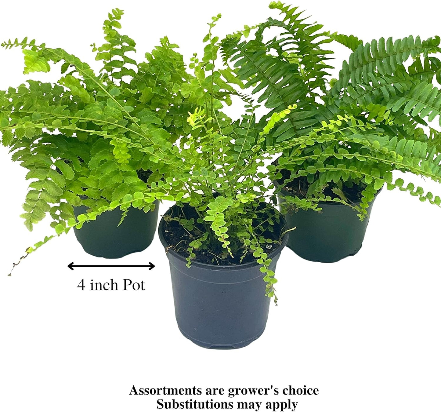 BubbleBlooms Boston Fern Assortment, 3 Different 4 inch Boston Ferns, Nephrolepis exaltata Variety Mix