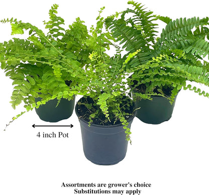 BubbleBlooms Boston Fern Assortment, 3 Different 4 inch Boston Ferns, Nephrolepis exaltata Variety Mix