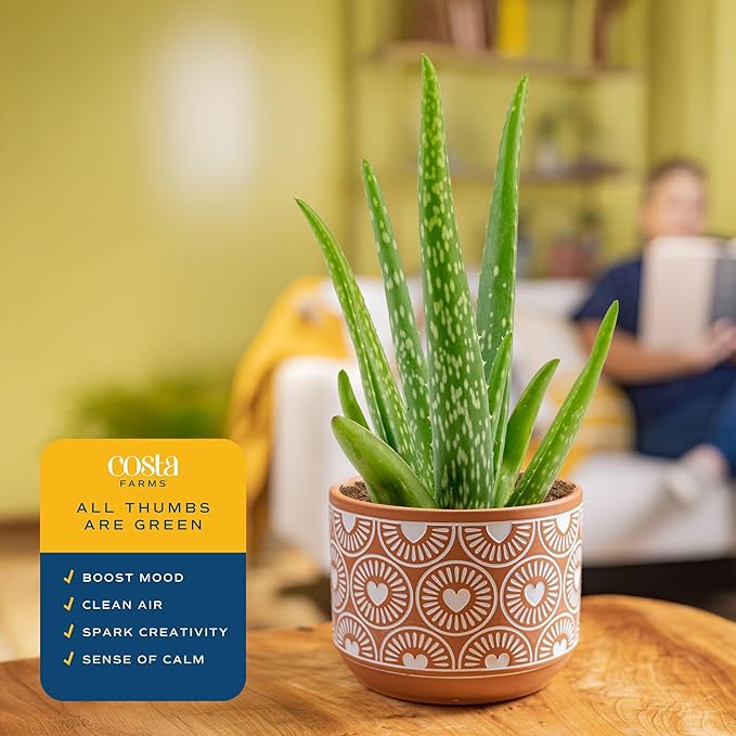 Costa Farms Aloe Vera Live Plant in Decorative Pot, Easy to Maintain, Air Purifying Succulent Indoor Houseplant, Home, Room, or Office Decor, House Warming or Birthday Gift, 12-18 Inches Tall