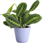 Thorsen's Greenhouse Lemon Lime Prayer Plant, Live Indoor Plant, Pet Friendly, Attractive Houseplant, Lemon Maranta, Natural Air Purifier, Easy to Grow, 4" Diameter Pot (Lavender)