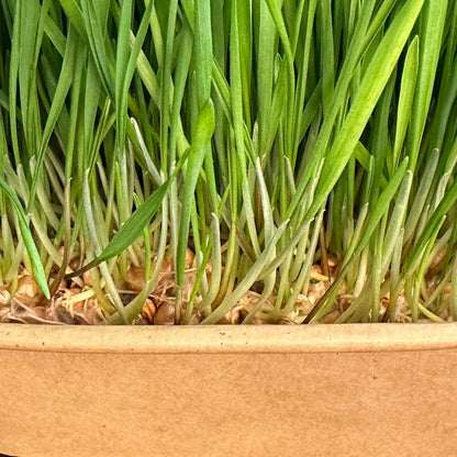 Organic Wheatgrass Premium Grow Kit 4 Pack | Whetagrass Juice | Catgrass | Non GMO Mixed Seeds | Wheatgrass Shot