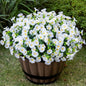 Artificial Faux Flowers for Outdoor 16 Bundles Boxwood Fake Morning Glory for Planter,UV Resistant Fake Flowers for Home Porch Patio Outside（White）
