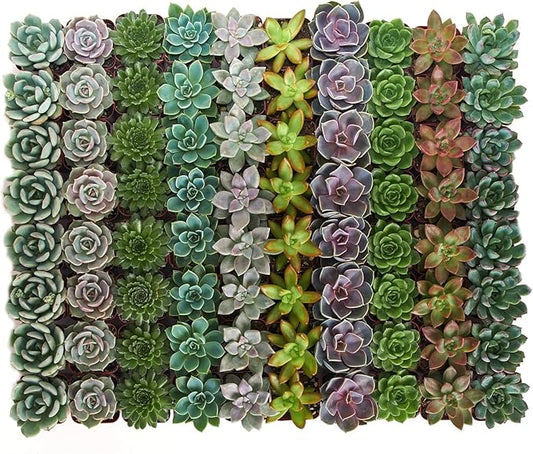 Shop Succulents Rosette Succulent Plant Pack Collection - Live Mini Succulent Plants, Low Maintenance, Floral Shaped Mix of Colors & Textures - Wedding and Party Favors, Gift & Garden, Pack of 256