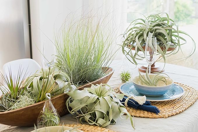 Stunning Flat Bottom 3 Globe Plant Terrarium Kits - 5 Small Assorted Air Plants, Beige Stones and Moss in Propagation Jar - Home and Garden Décor Plant Pot - Easy Care Indoor and Outdoor Plant Vase