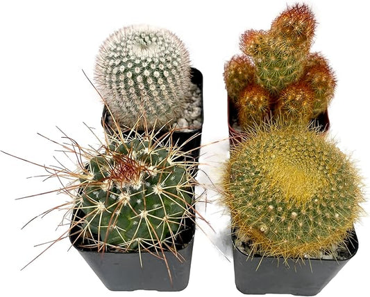 Fatplants Mini Cactus Plants Live Plants (4 Pack), Cactus Plant Indoor Live Plants, Cacti Plants Live Cactus Decor, Succulents Plants Live Houseplants, Mini Cactus Gifts in Cactus Soil Potting Mix