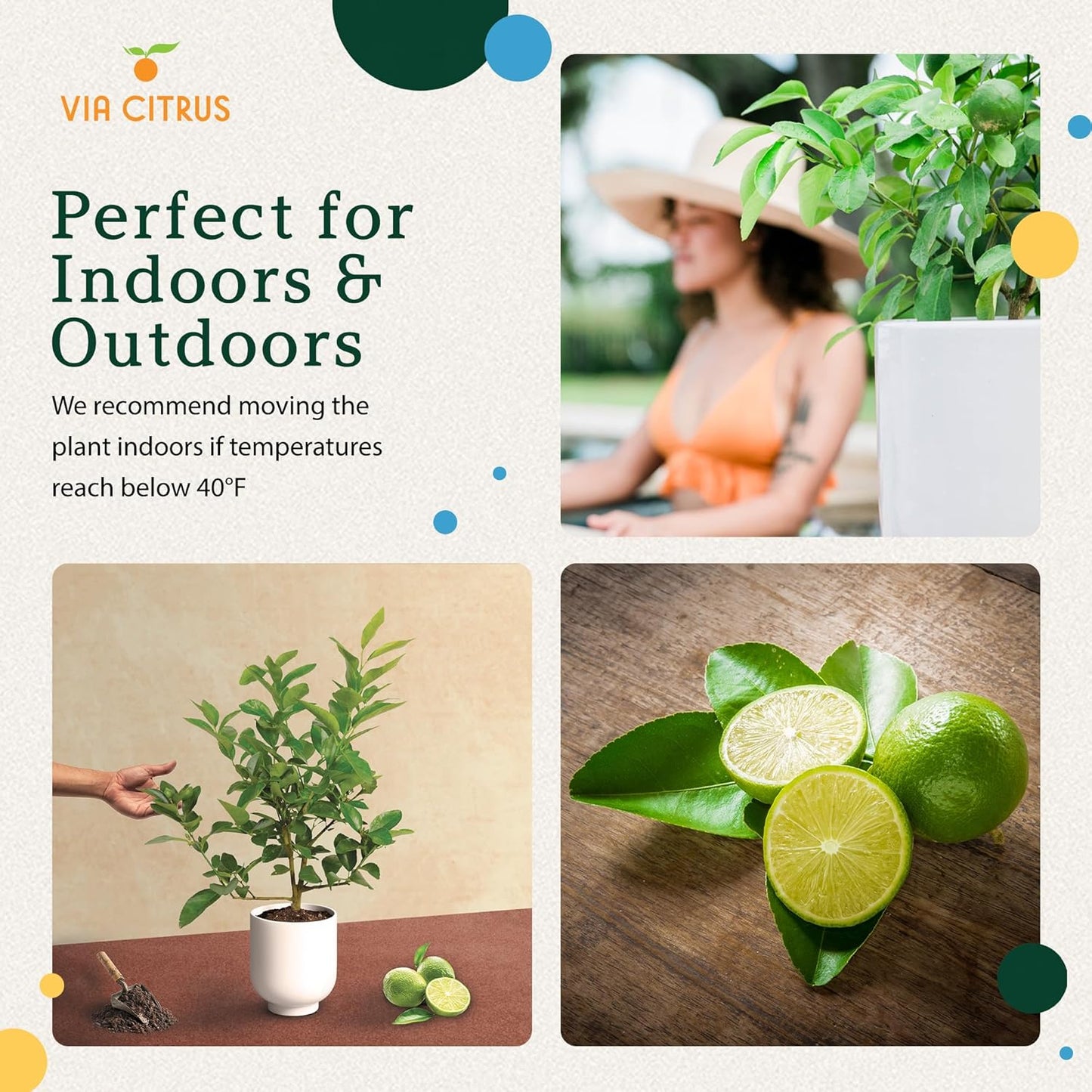 Persian Lime Plant Fruit Trees - Indoor Fruit Trees Live Plants, Outdoor Plants Live, Citrus Tree Pots for Housewarming, Patio, Lime Garden, Cannot Ship: CA,AZ,TX,LA, Real Indoor Tree by Via Citrus