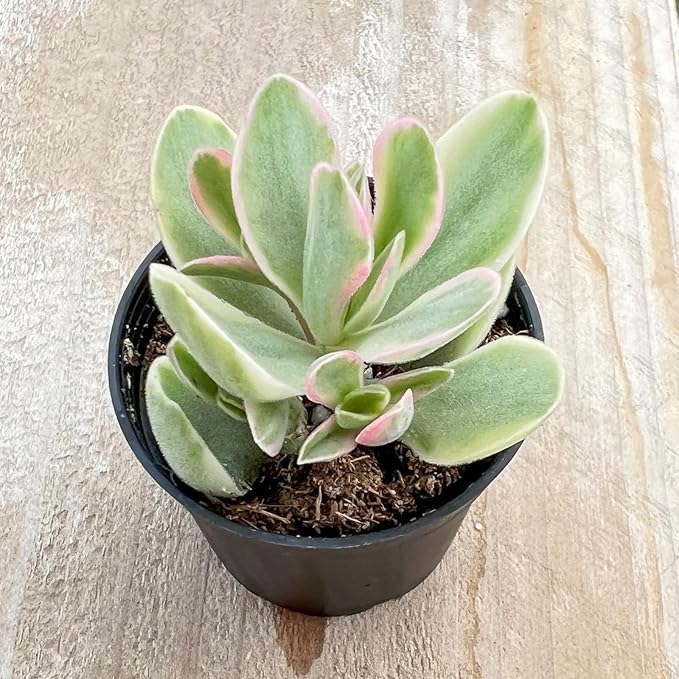 Sprout N Green Money Maker Variegata | Crassula atropurpurea VAR. muirii variegata, Rare Live Succulent Plant Fully Rooted in 2" Planter with Soil, Indoor Outdoor Wedding Decoration DIY Projects