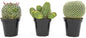 Altman Plants, Assorted Cactus Plants Live Plants (3PK), Cactus Plant Live Succulents Plants Live Cactus Decor, Indoor Plants Live House Plants in Cactus Soil, Live Cacti Plants Live Succulent Plants