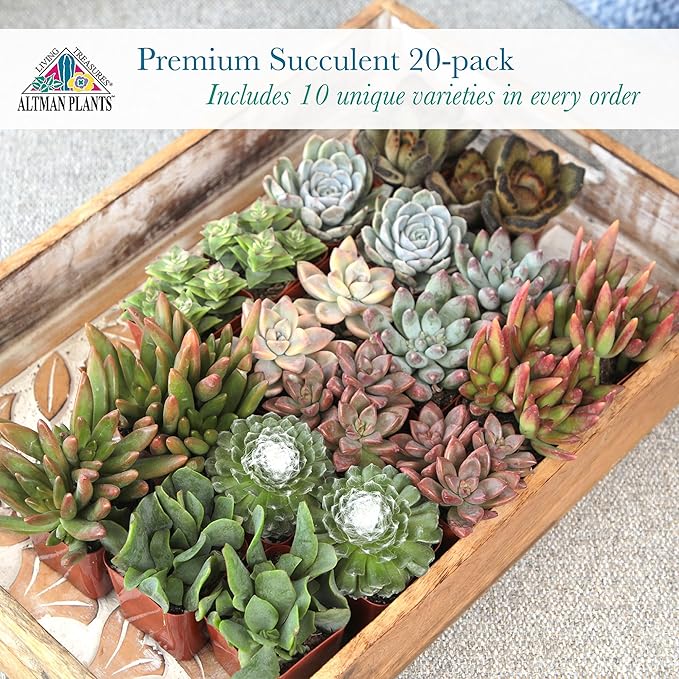 Altman Plants, Live Succulent Plants (20 Pack) Assorted Potted Succulents Plants Live House Plants in Cacti and Succulent Soil Mix, Cactus Plants Live Indoor Plants Live Houseplants in Planter Pots