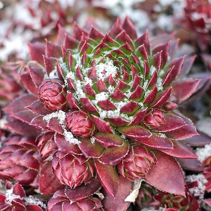 Mountain Crest Gardens Hardy Succulent Variety Pack - 6 Frost-Tolerant Live Plants, Rooted in 2 Inch Pots - Real Outdoor Succulents for Rock Gardens, Landscaping, DIY Arrangements