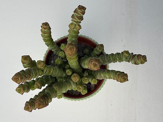 4" String of Buttons in Green Stripe Pot, Live Crassula 'Baby's Necklace' Trailing Succulent, Rare House Plant for Home Office Wedding Hanging Decoration, DIY Projects, Party Favor