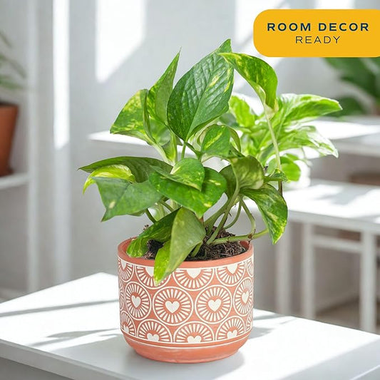 Costa Farms Pothos Plant, Devil's Ivy in Decorative Pot, Easy to Maintain, Air Purifying Indoor Houseplant, Trellis, Shelf, Room, or Office Decor, House Warming Gift, 8-12 Inches Tall