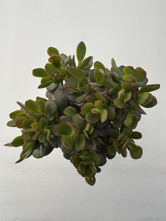 Dwarf Jade with Green Stripe Pot, Live Crassula Ovata Crosby's Compact, Rare Cute Succulent Plant in 4" Planter, Home Office Décor