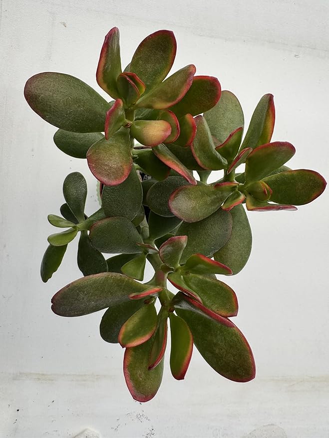 Golden Jade with Green Stripe Pot, Live Crassula Ovata 'Hummel Sunset' Succulent, Rare Cute Plant, Home Office Décor