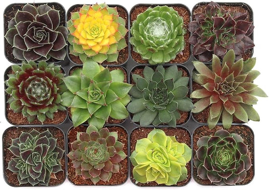 Mountain Crest Gardens Sempervivum Succulent Variety Pack - 12 Hardy Live Rosette Plants, No Repeats, Rooted in 2 Inch Pots - Succulents for Rock Gardens, Containers, DIY Displays