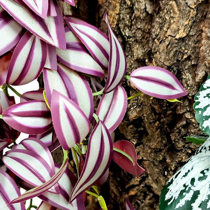 Woyrise Reptile Plants for Terrarium Decor, Ball Python Tank Accessories fit Bearded Dragon Crested Leopard Gecko Lizard Chameleon Snake Frog Tortoise Hermit Crab - Fake Zebrina Purple