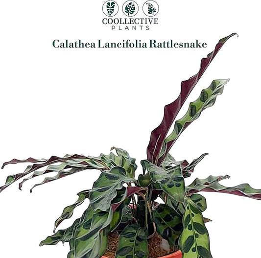 Calathea Lancifolia 'Rattlesnake' | Live Plant, Live Indoor, Easy to Care, and Low Maintenance Houseplant (6" pots Wide) (6-inch Pot)