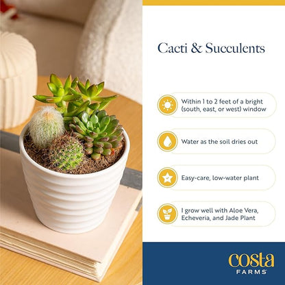 Costa Farms Haworthia Live Plants in Decorative Pots, Easy to Maintain Indoor Succulents, Houseplants for Home, Room, or Office Decor, House Warming or Birthday Gift, 2.75-6 Inches Tall, Pack of 2
