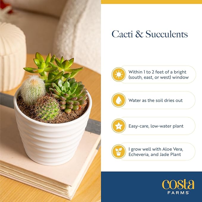 Costa Farms Mini Succulent Live Plants in Plastic Pots, Easy to Maintain Indoor Succulents, Houseplants for Home or Office Decor, Great House Warming or Party Favors, 2-3.5 Inches Tall, Pack of 25