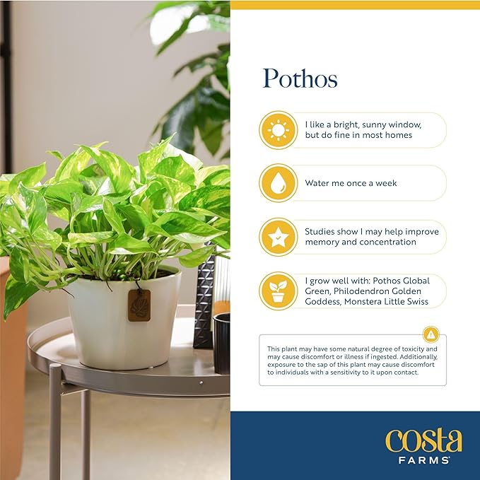 Costa Farms Silver Streak Pothos Live Plant in Self Watering Pot, Air Purifying Indoor Houseplant, Perfect for Home, Room, or Office Decor, Great House Warming or Birthday Gift, 10-16 Inches Tall