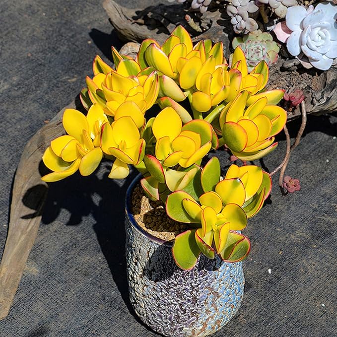 Golden Jade with Green Stripe Pot, Live Crassula Ovata 'Hummel Sunset' Succulent, Rare Cute Plant, Home Office Décor