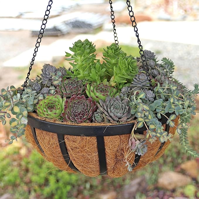 Mountain Crest Gardens Sempervivum Succulent Variety Pack - 20 Hardy Live Rosette Plants, No Repeats, Rooted in 2 Inch Pots - Succulents for Rock Gardens, Containers, DIY Displays